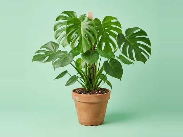 Plants